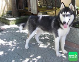 Mua chó Husky giá rẻ TPHCM
